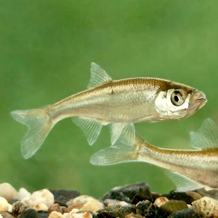 Leucas delineatus   Vetje L